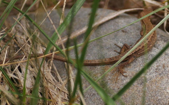 北海道某所で撮影した「カナヘビ（金蛇・蛇舅母・かなちょろ）」の写真2015