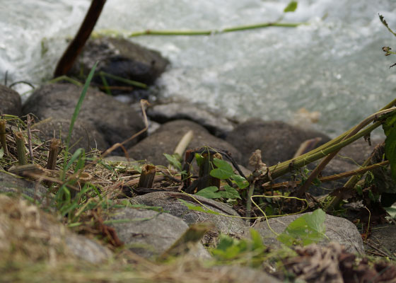 北海道某所で撮影した「カナヘビ（金蛇・蛇舅母・かなちょろ）」の写真2015