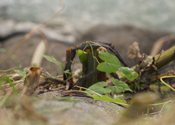 北海道某所で撮影した「カナヘビ（金蛇・蛇舅母・かなちょろ）」の写真2015