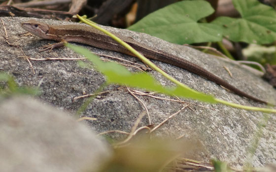 北海道某所で撮影した「カナヘビ（金蛇・蛇舅母・かなちょろ）」の写真2015