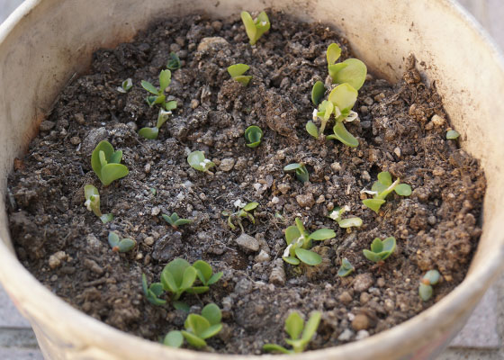 「多肉植物（火祭り・樹氷・寿・銀箭・月美人・その他）」テキトー栽培記