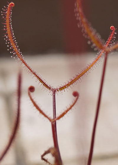 「食虫植物（モウセンゴケ・サラセニア・ムシトリスミレ・ミミカキグサ）」テキトー栽培記