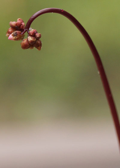 「食虫植物（モウセンゴケ・サラセニア・ムシトリスミレ・ミミカキグサ）」テキトー栽培記