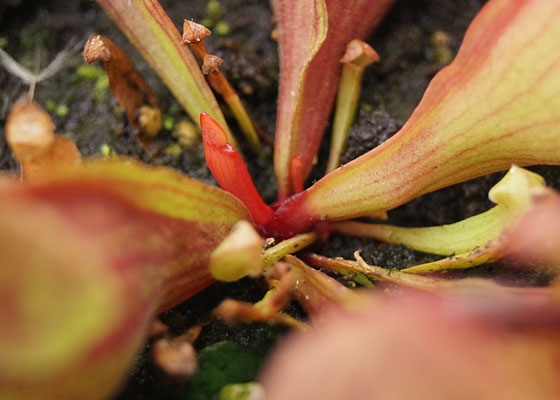 「食虫植物（モウセンゴケ・サラセニア・ムシトリスミレ・ミミカキグサ）」テキトー栽培記