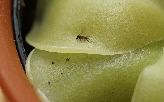 「食虫植物（モウセンゴケ・サラセニア・ムシトリスミレ・ミミカキグサ）」テキトー栽培記