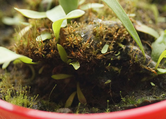 「食虫植物（モウセンゴケ・サラセニア・ムシトリスミレ・ミミカキグサ）」テキトー栽培記