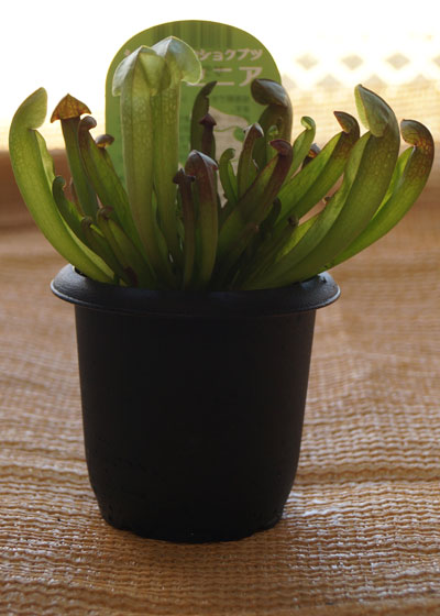 「食虫植物(モウセンゴケ・サラセニア・ムシトリスミレ・ミミカキグサ)」テキトー栽培記