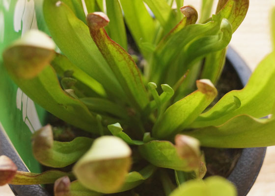 「食虫植物（モウセンゴケ・サラセニア・ムシトリスミレ・ミミカキグサ）」テキトー栽培記