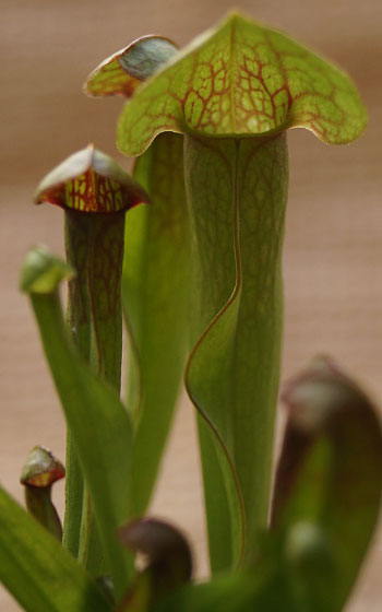 「食虫植物（ハエトリソウ・モウセンゴケ・ウツボカズラ・サラセニア・ムシトリスミレ・ミミカキグサ）」テキトー栽培記