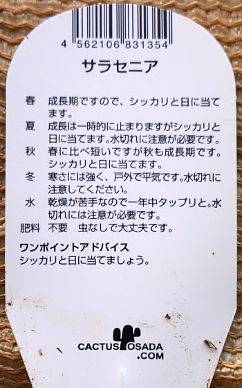 「食虫植物（モウセンゴケ・サラセニア・ムシトリスミレ・ミミカキグサ）」テキトー栽培記