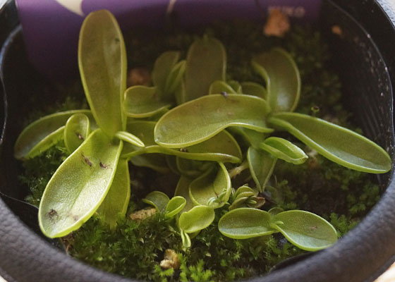 「食虫植物（ハエトリソウ・モウセンゴケ・ウツボカズラ・サラセニア・ムシトリスミレ・ミミカキグサ）」テキトー栽培記