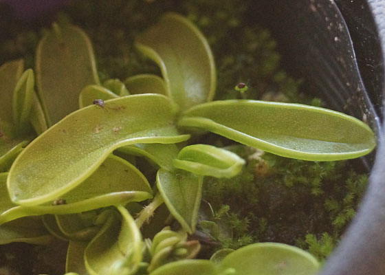 「食虫植物（モウセンゴケ・サラセニア・ムシトリスミレ・ミミカキグサ）」テキトー栽培記