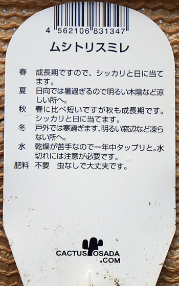 「食虫植物（モウセンゴケ・サラセニア・ムシトリスミレ・ミミカキグサ）」テキトー栽培記