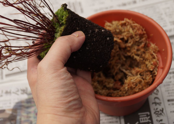 「食虫植物（ハエトリソウ・モウセンゴケ・ウツボカズラ・サラセニア・ムシトリスミレ・ミミカキグサ）」テキトー栽培記