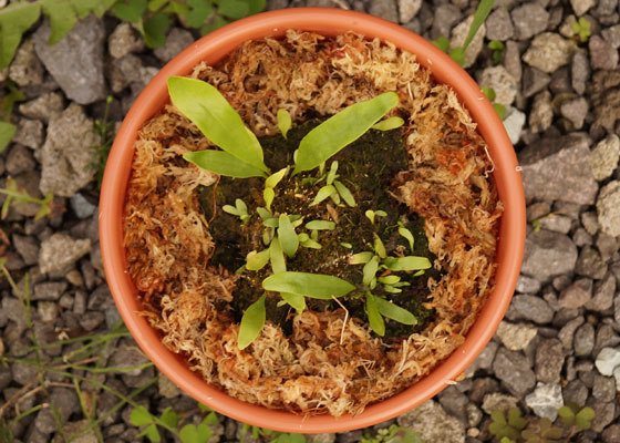 「食虫植物（モウセンゴケ・サラセニア・ムシトリスミレ・ミミカキグサ）」テキトー栽培記