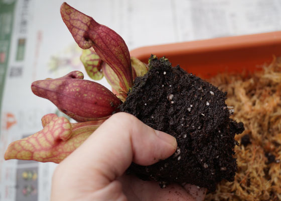 「食虫植物（ハエトリソウ・モウセンゴケ・ウツボカズラ・サラセニア・ムシトリスミレ・ミミカキグサ）」テキトー栽培記