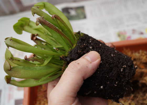 「食虫植物（ハエトリソウ・モウセンゴケ・ウツボカズラ・サラセニア・ムシトリスミレ・ミミカキグサ）」テキトー栽培記