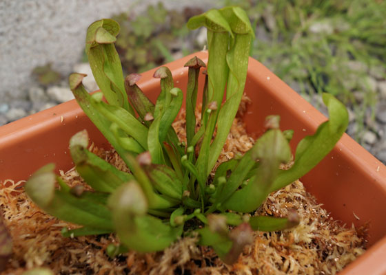 「食虫植物（モウセンゴケ・サラセニア・ムシトリスミレ・ミミカキグサ）」テキトー栽培記