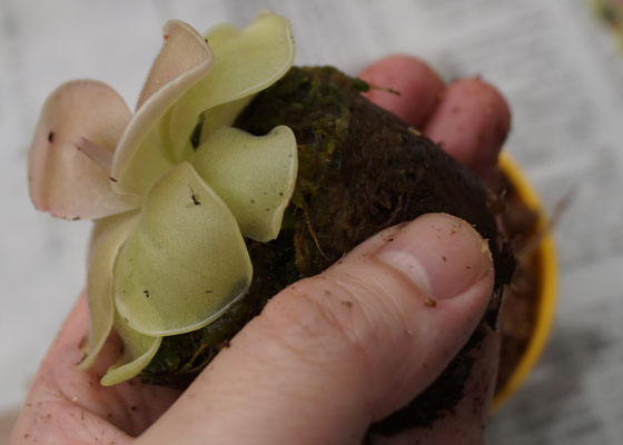 「食虫植物（モウセンゴケ・サラセニア・ムシトリスミレ・ミミカキグサ）」テキトー栽培記