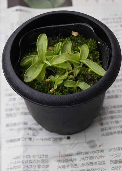 「食虫植物（モウセンゴケ・サラセニア・ムシトリスミレ・ミミカキグサ）」テキトー栽培記