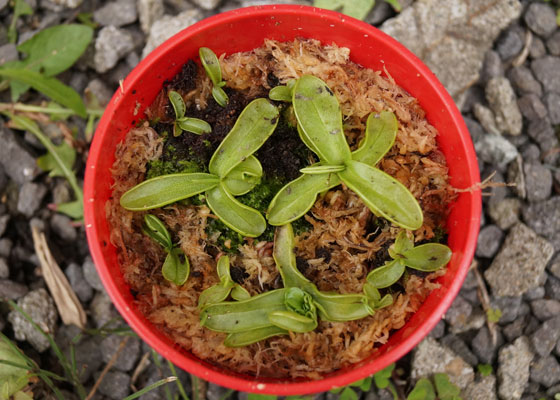 「食虫植物（モウセンゴケ・サラセニア・ムシトリスミレ・ミミカキグサ）」テキトー栽培記