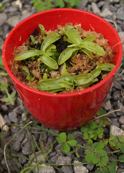 「食虫植物（ハエトリソウ・モウセンゴケ・ウツボカズラ・サラセニア・ムシトリスミレ・ミミカキグサ）」テキトー栽培記