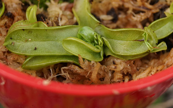 「食虫植物（モウセンゴケ・サラセニア・ムシトリスミレ・ミミカキグサ）」テキトー栽培記