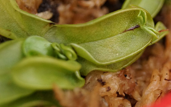 「食虫植物（モウセンゴケ・サラセニア・ムシトリスミレ・ミミカキグサ）」テキトー栽培記