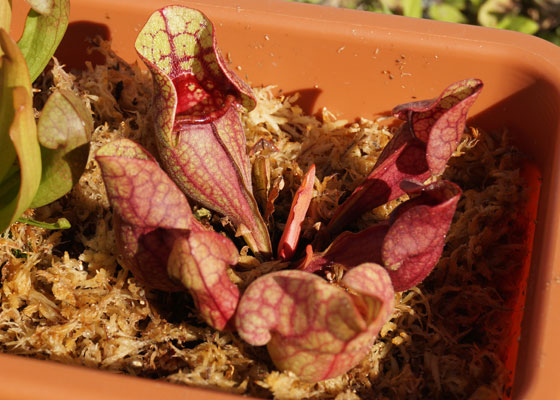 「食虫植物（モウセンゴケ・サラセニア・ムシトリスミレ・ミミカキグサ）」テキトー栽培記