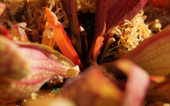 「食虫植物（モウセンゴケ・サラセニア・ムシトリスミレ・ミミカキグサ）」テキトー栽培記