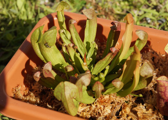 「食虫植物（モウセンゴケ・サラセニア・ムシトリスミレ・ミミカキグサ）」テキトー栽培記