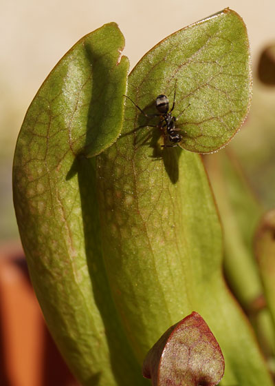 「食虫植物（モウセンゴケ・サラセニア・ムシトリスミレ・ミミカキグサ）」テキトー栽培記