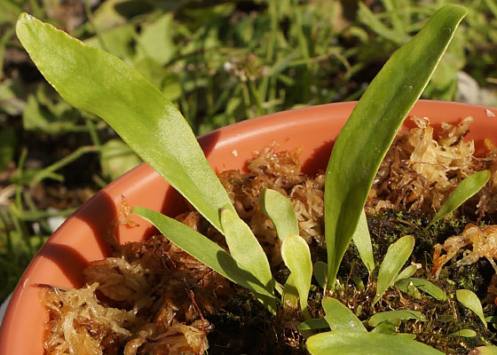 「食虫植物（モウセンゴケ・サラセニア・ムシトリスミレ・ミミカキグサ）」テキトー栽培記