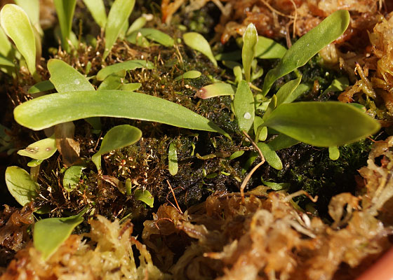 「食虫植物（モウセンゴケ・サラセニア・ムシトリスミレ・ミミカキグサ）」テキトー栽培記