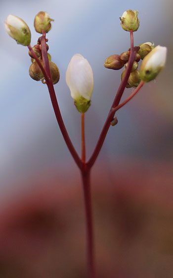 「食虫植物（ハエトリソウ・モウセンゴケ・ウツボカズラ・サラセニア・ムシトリスミレ・ミミカキグサ）」テキトー栽培記