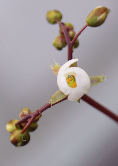 「食虫植物（モウセンゴケ・サラセニア・ムシトリスミレ・ミミカキグサ）」テキトー栽培記