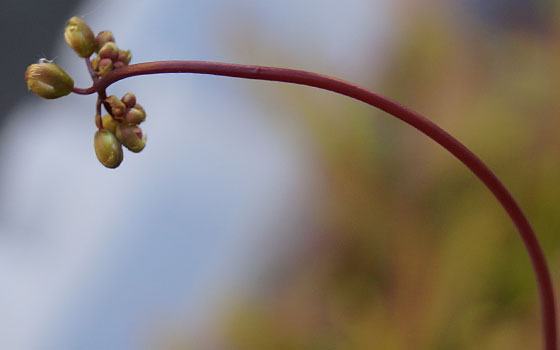 「食虫植物（モウセンゴケ・サラセニア・ムシトリスミレ・ミミカキグサ）」テキトー栽培記