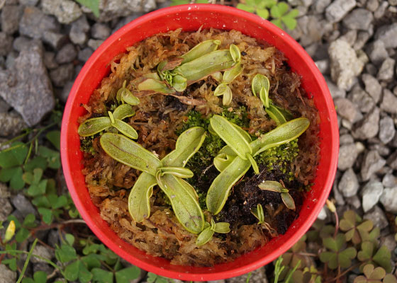 「食虫植物（モウセンゴケ・サラセニア・ムシトリスミレ・ミミカキグサ）」テキトー栽培記