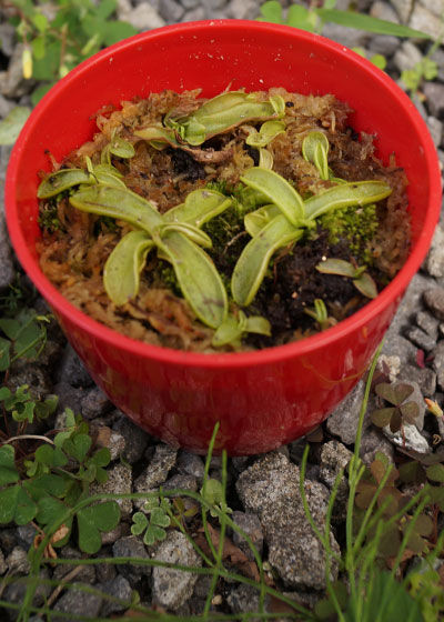 「食虫植物（モウセンゴケ・サラセニア・ムシトリスミレ・ミミカキグサ）」テキトー栽培記