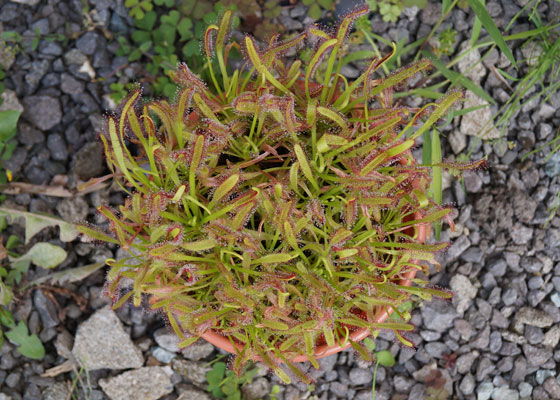 「食虫植物（モウセンゴケ・サラセニア・ムシトリスミレ・ミミカキグサ）」テキトー栽培記