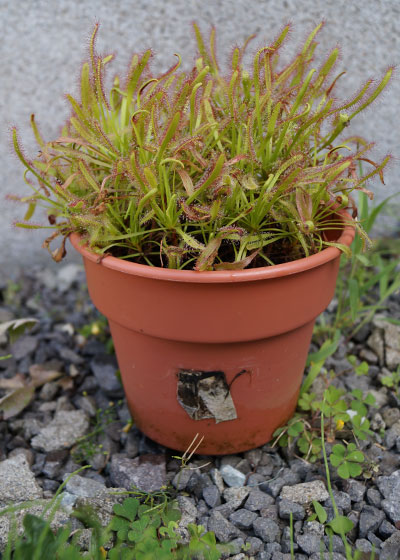 「食虫植物（モウセンゴケ・サラセニア・ムシトリスミレ・ミミカキグサ）」テキトー栽培記