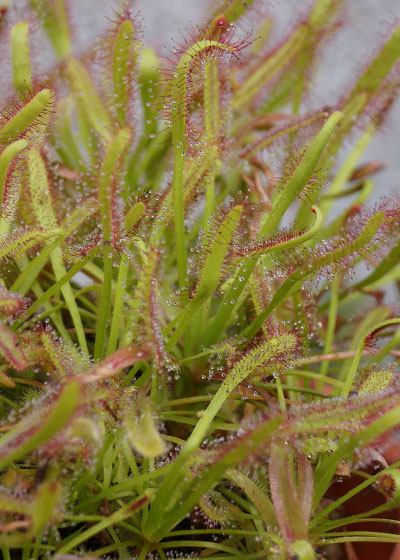 「食虫植物（モウセンゴケ・サラセニア・ムシトリスミレ・ミミカキグサ）」テキトー栽培記