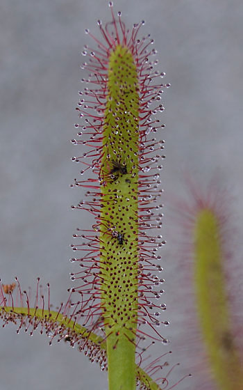 「食虫植物（モウセンゴケ・サラセニア・ムシトリスミレ・ミミカキグサ）」テキトー栽培記