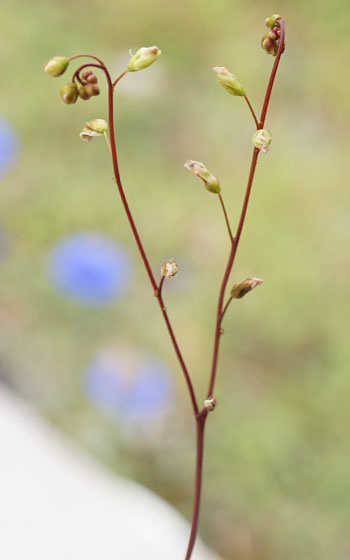 「食虫植物（モウセンゴケ・サラセニア・ムシトリスミレ・ミミカキグサ）」テキトー栽培記