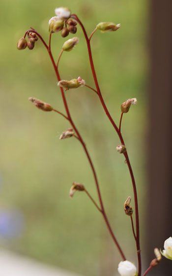 「食虫植物（モウセンゴケ・サラセニア・ムシトリスミレ・ミミカキグサ）」テキトー栽培記