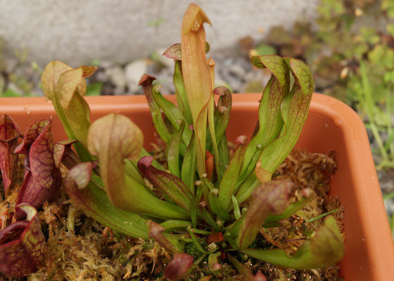 「食虫植物（モウセンゴケ・サラセニア・ムシトリスミレ・ミミカキグサ）」テキトー栽培記