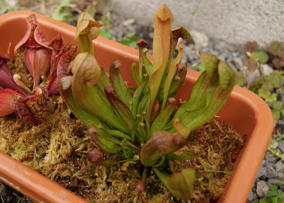 「食虫植物（モウセンゴケ・サラセニア・ムシトリスミレ・ミミカキグサ）」テキトー栽培記