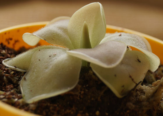 「食虫植物(モウセンゴケ・サラセニア・ムシトリスミレ・ミミカキグサ)」テキトー栽培記