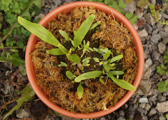 「食虫植物（ハエトリソウ・モウセンゴケ・ウツボカズラ・サラセニア・ムシトリスミレ・ミミカキグサ）」テキトー栽培記