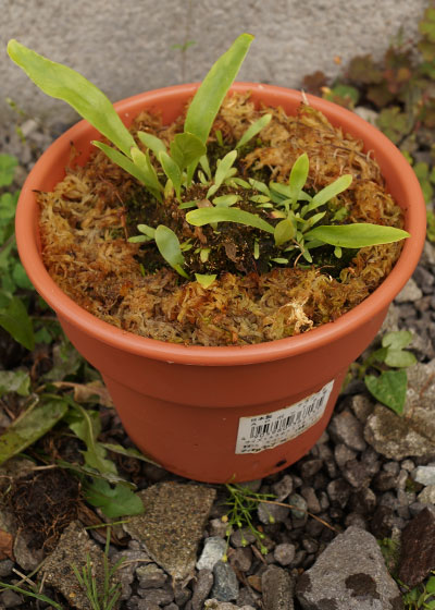 「食虫植物（モウセンゴケ・サラセニア・ムシトリスミレ・ミミカキグサ）」テキトー栽培記